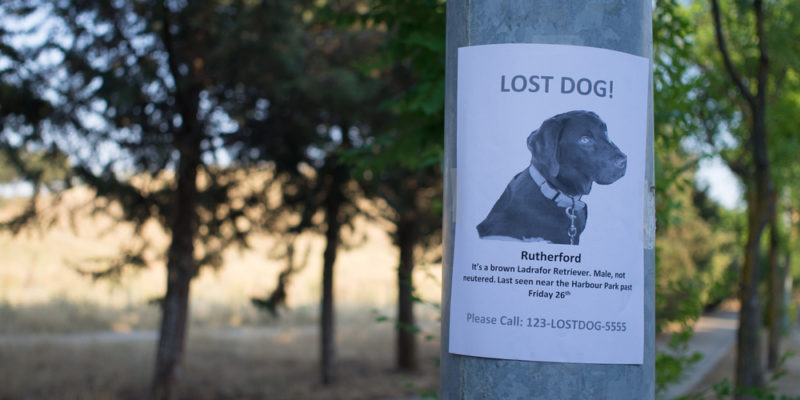 What to do if you have lost a dog
